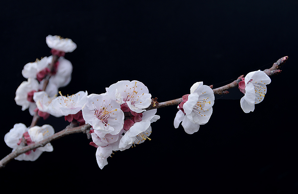 杏 花 (10).jpg
