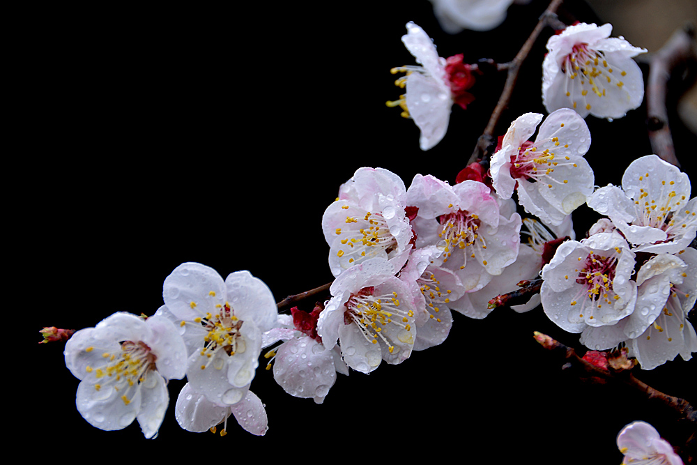 杏 花 (11).jpg