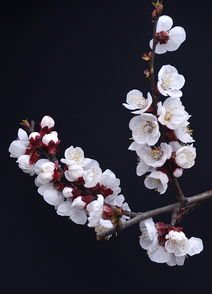 杏 花 (13).jpg
