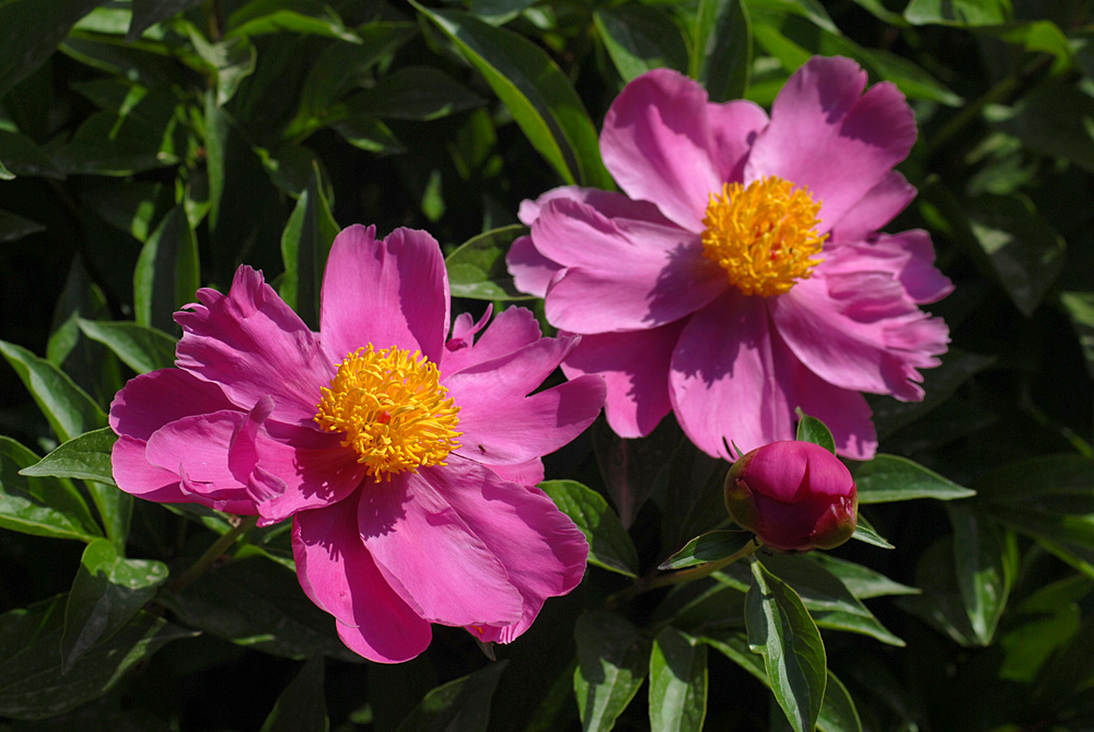 芍药.jpg