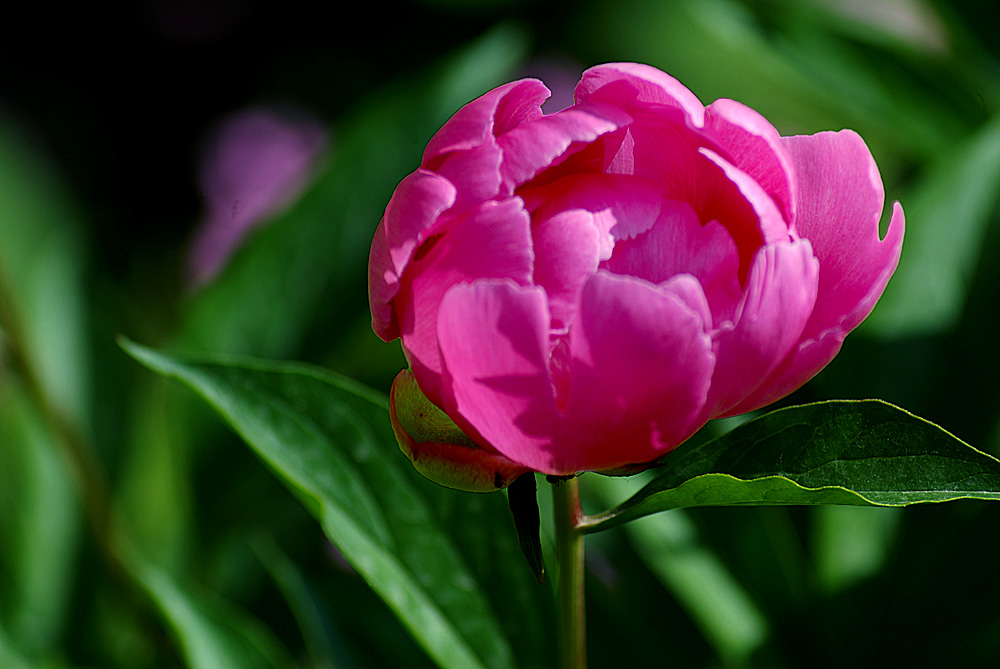 芍药 (1).jpg