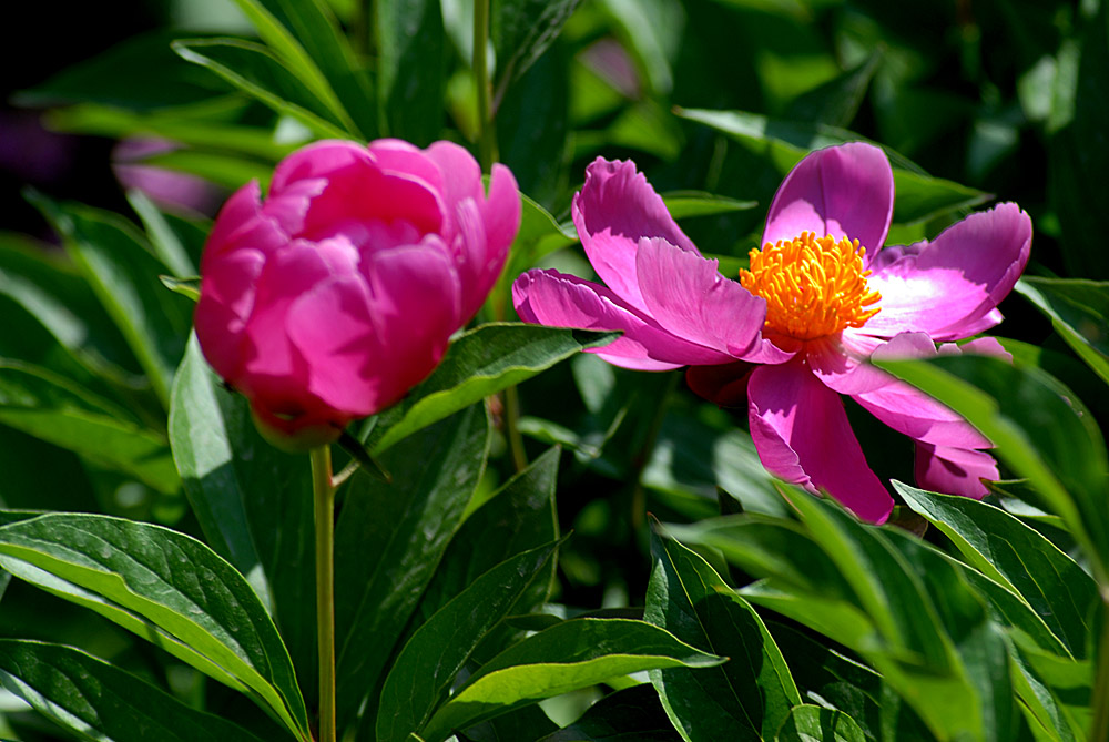 芍药 (8).jpg