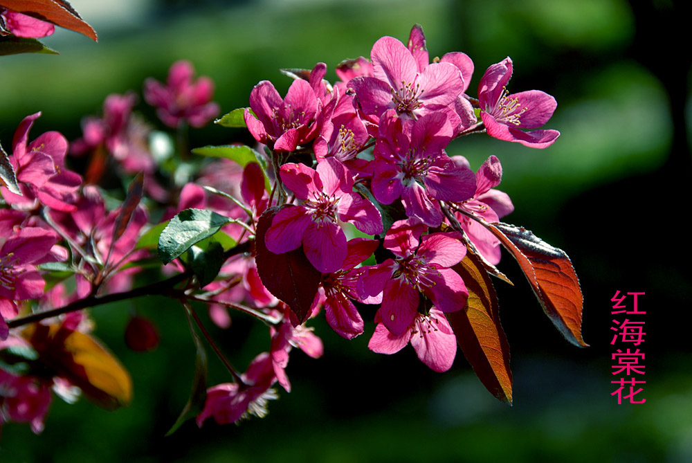 海棠 花 (1).jpg