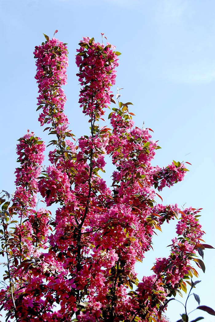 海棠 花 (5).jpg