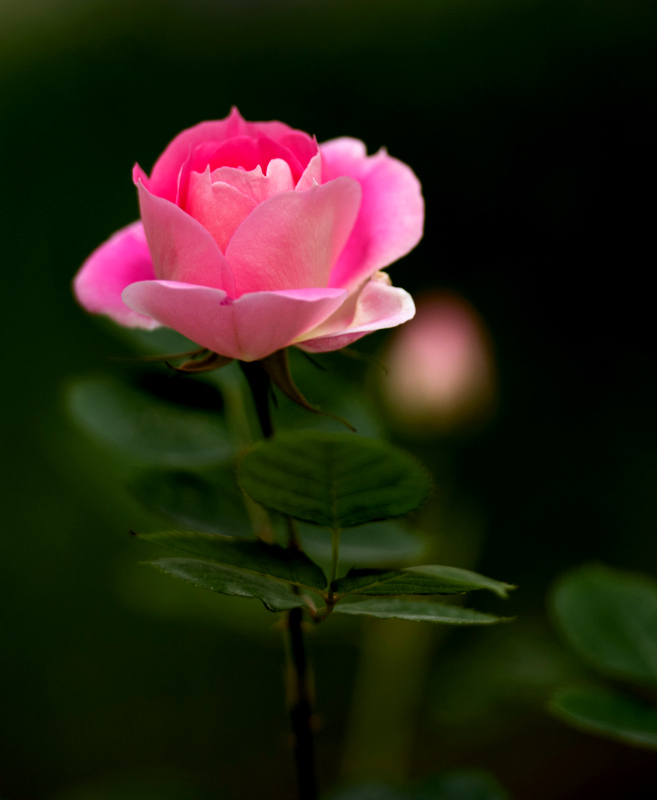 DSC_7288.jpg