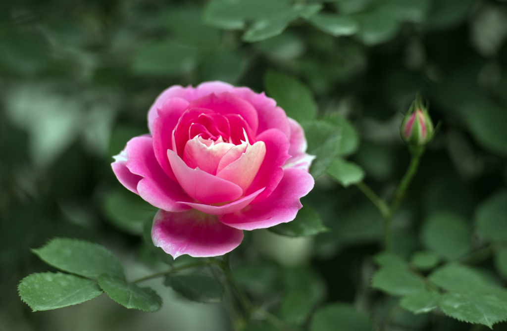DSC_7306.jpg