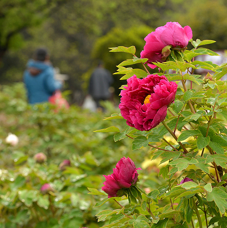 DSC_4448_副本.jpg