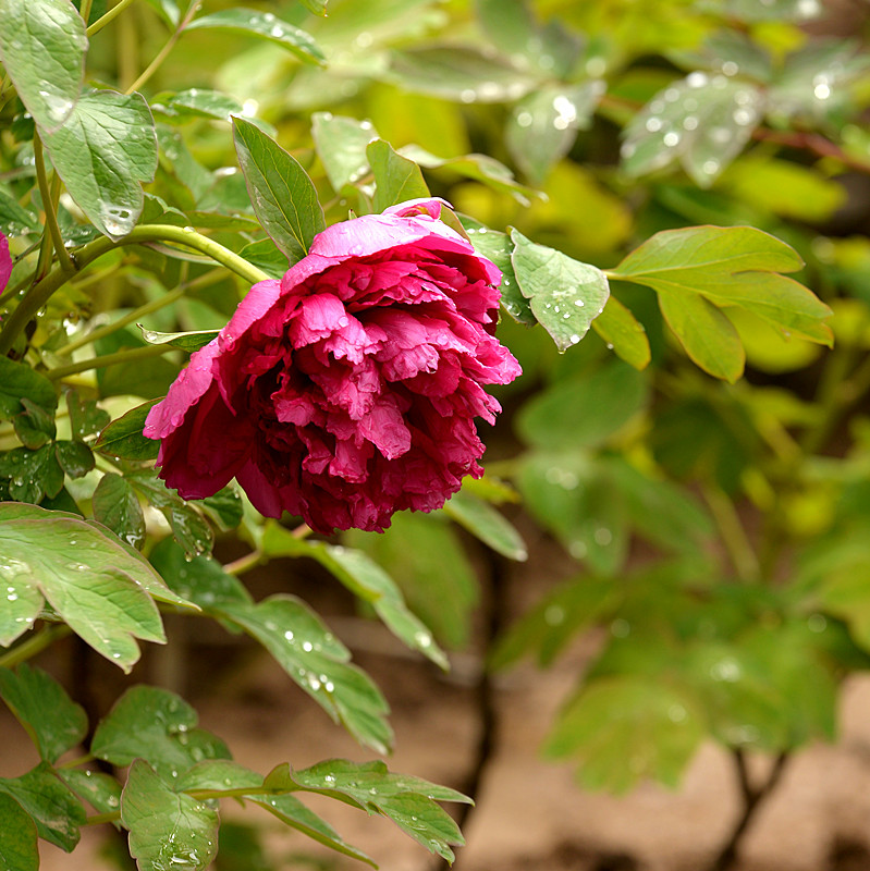 DSC_4471_副本.jpg