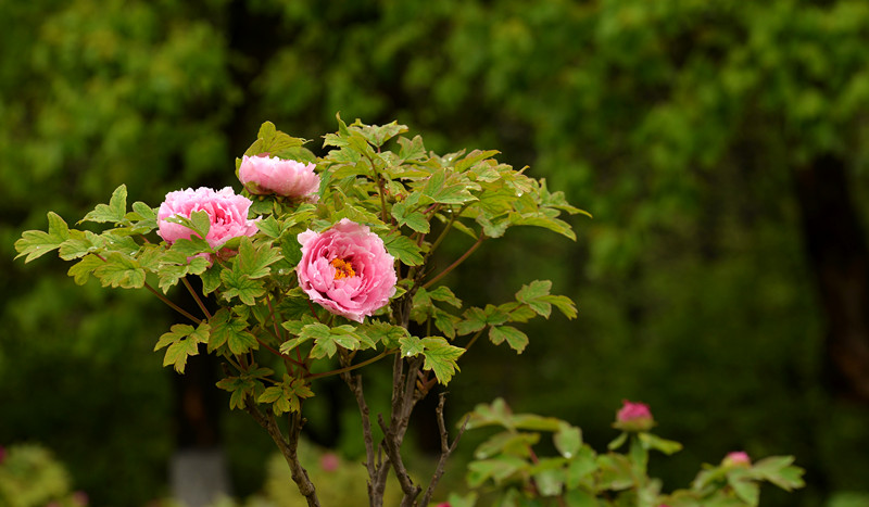DSC_4512_副本.jpg