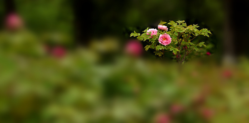 DSC_4531_副本_副本.jpg