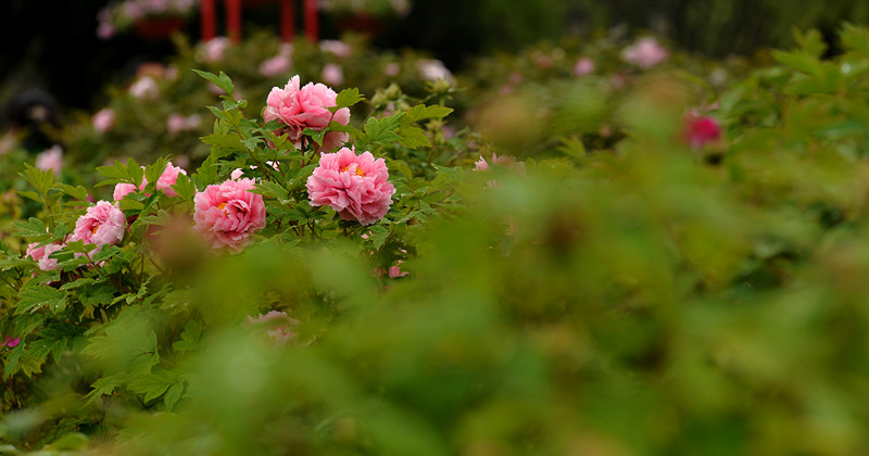 DSC_4536_副本.jpg