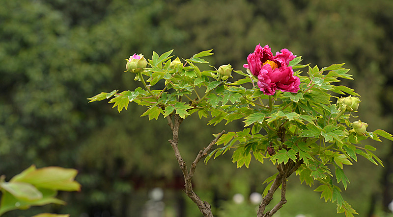 DSC_4551_副本.jpg