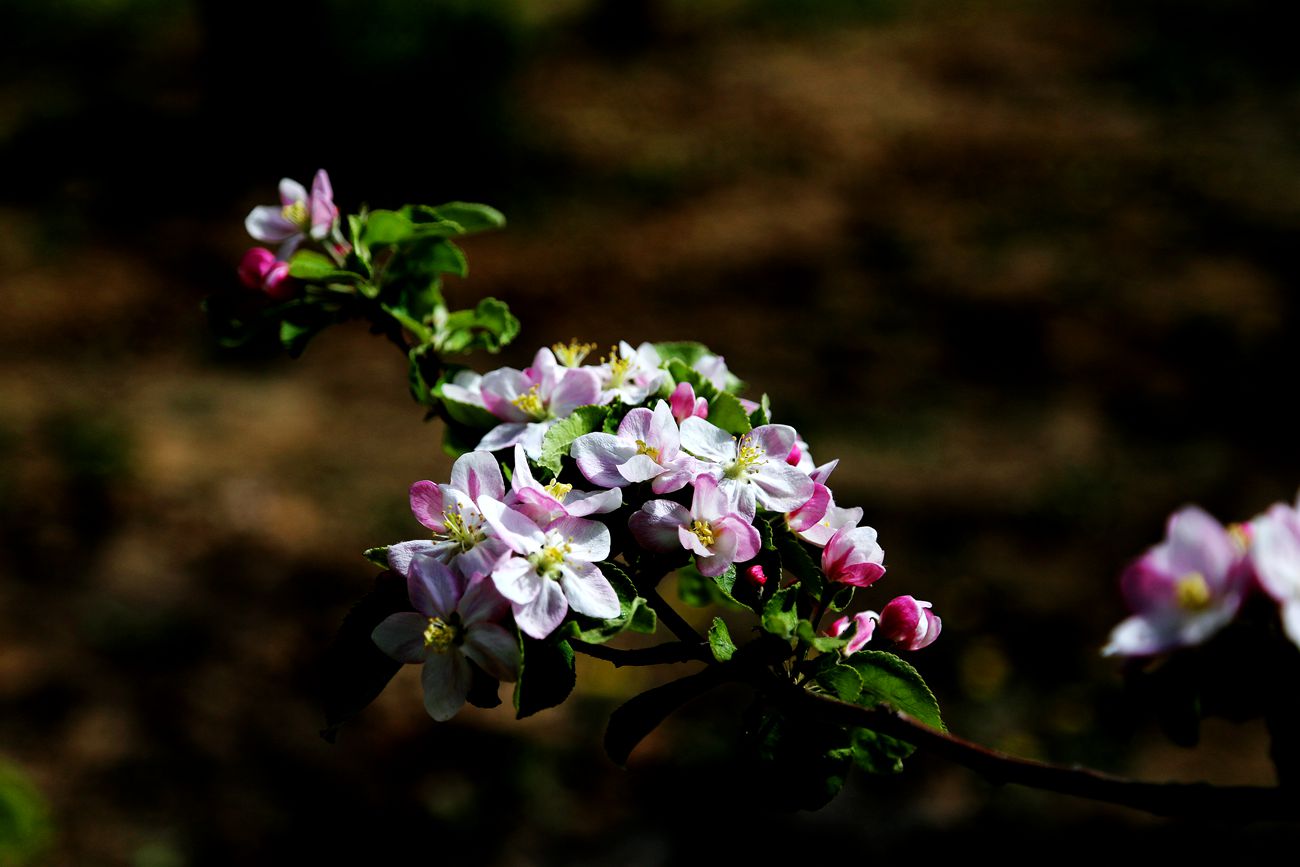 IMG_4627_副本.jpg