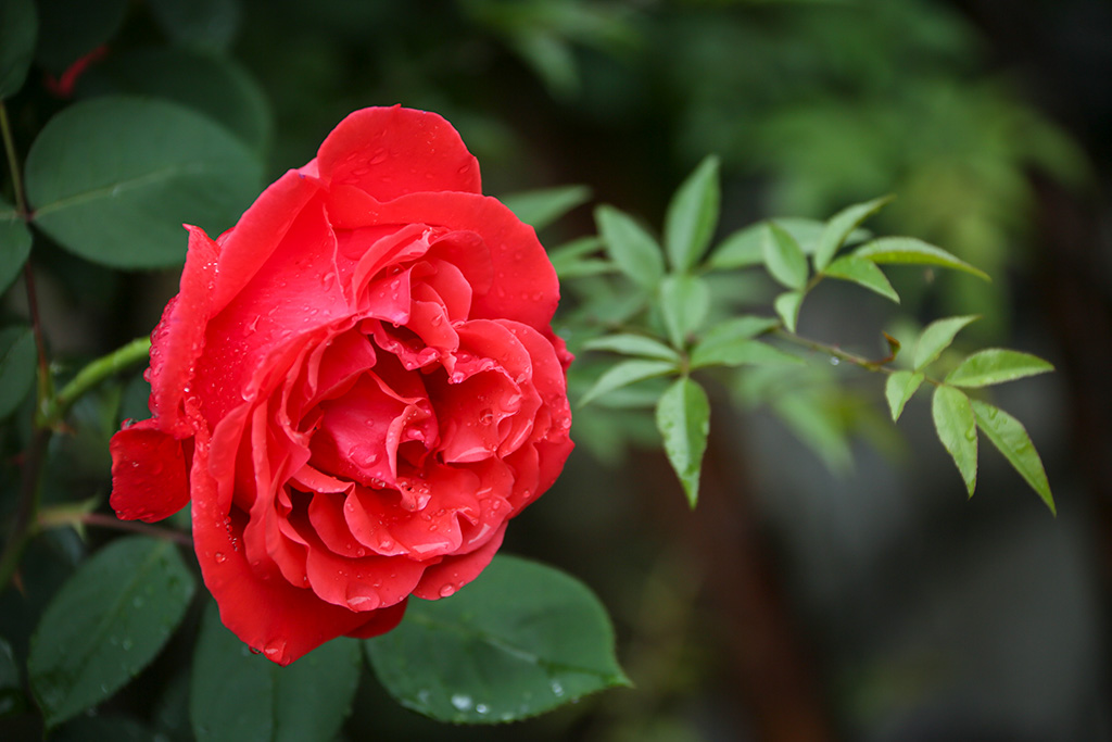 BQ5A2364副本-1.jpg
