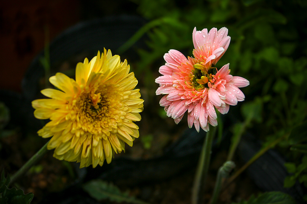 BQ5A2494副本-1.jpg