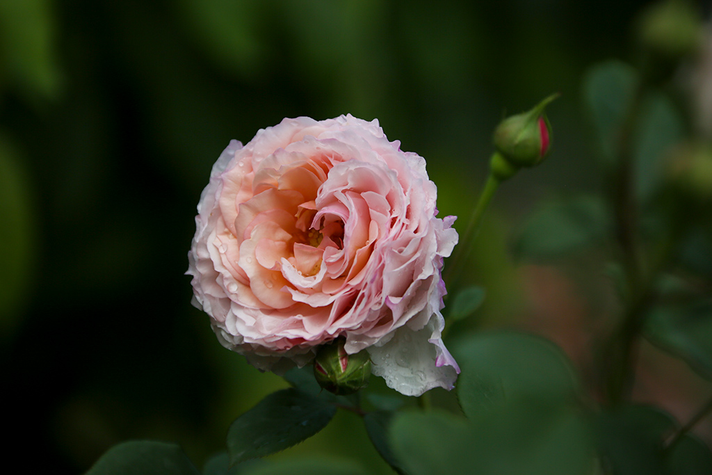 BQ5A2548副本-1.jpg