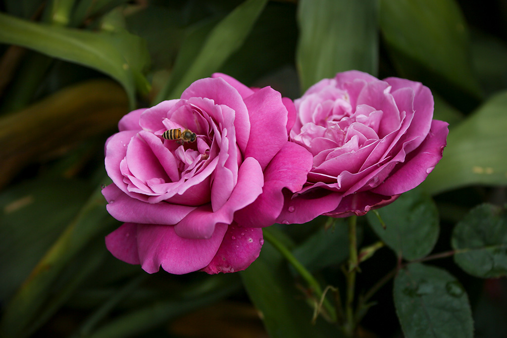 BQ5A2655副本-1.jpg