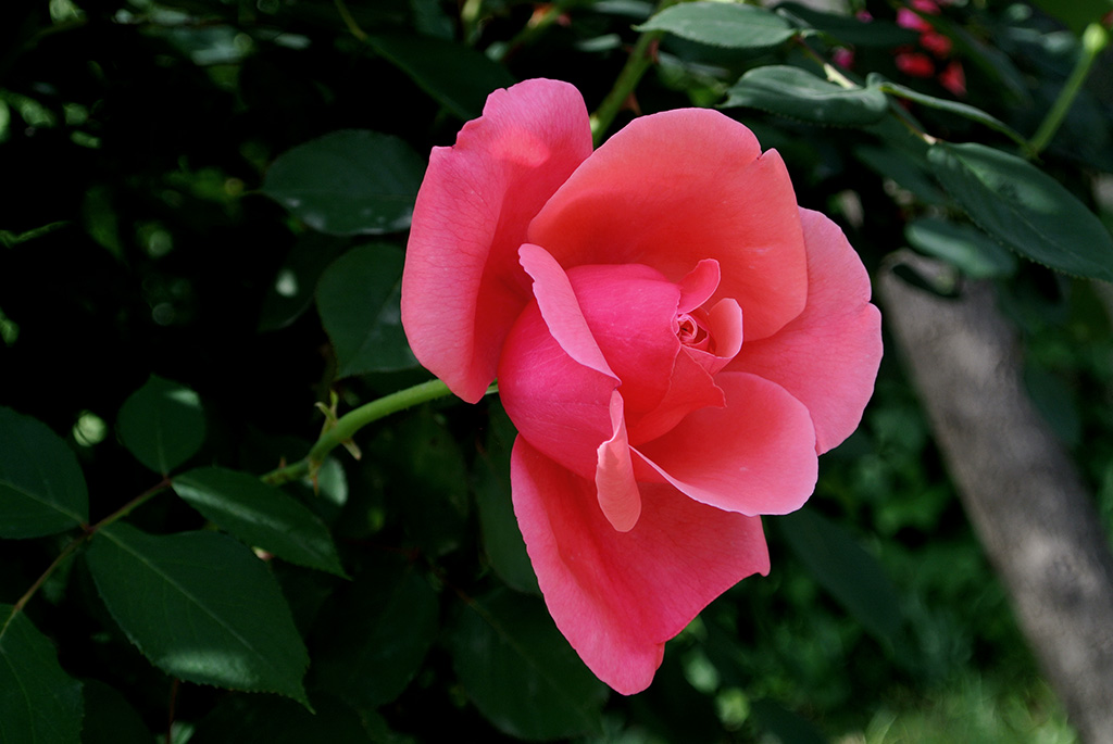 DSC_0700副本.jpg