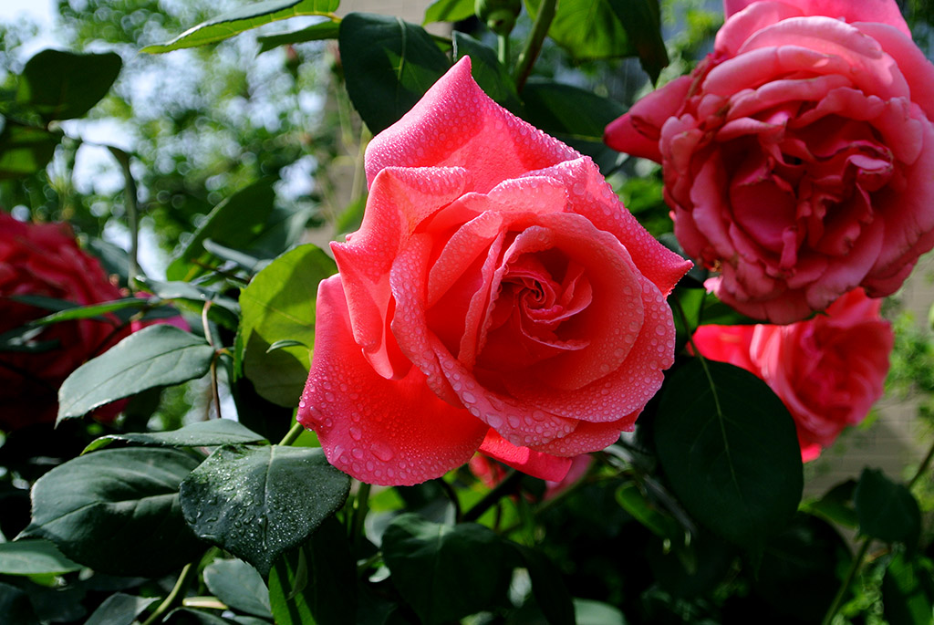 DSC_0707副本.jpg