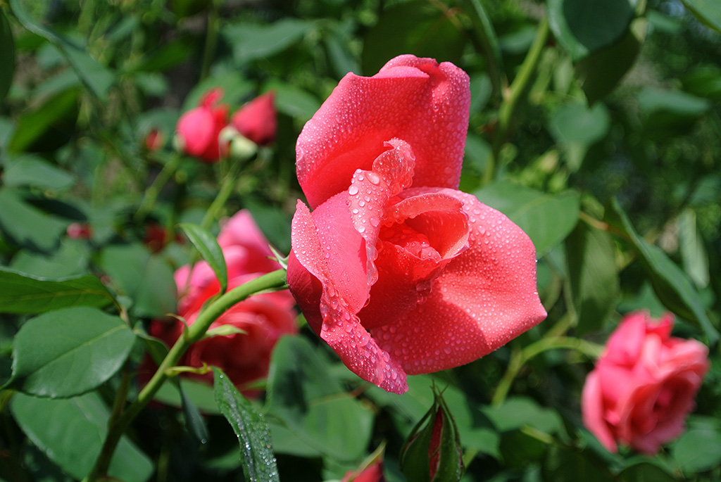 DSC_0708副本.jpg