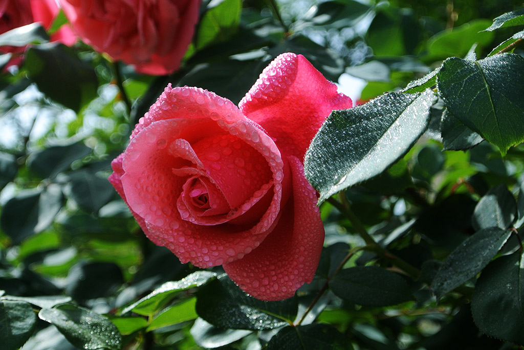 DSC_0711副本.jpg
