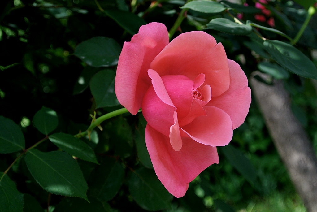 DSC_0701副本.jpg