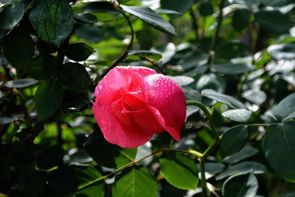 DSC_0713副本.jpg