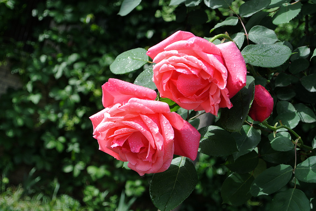 DSC_0735副本.jpg