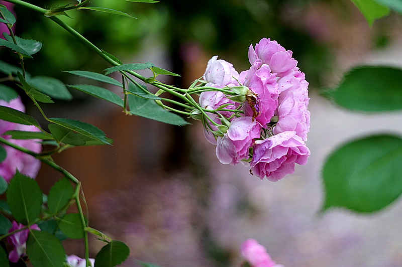 DSC01296_副本.jpg