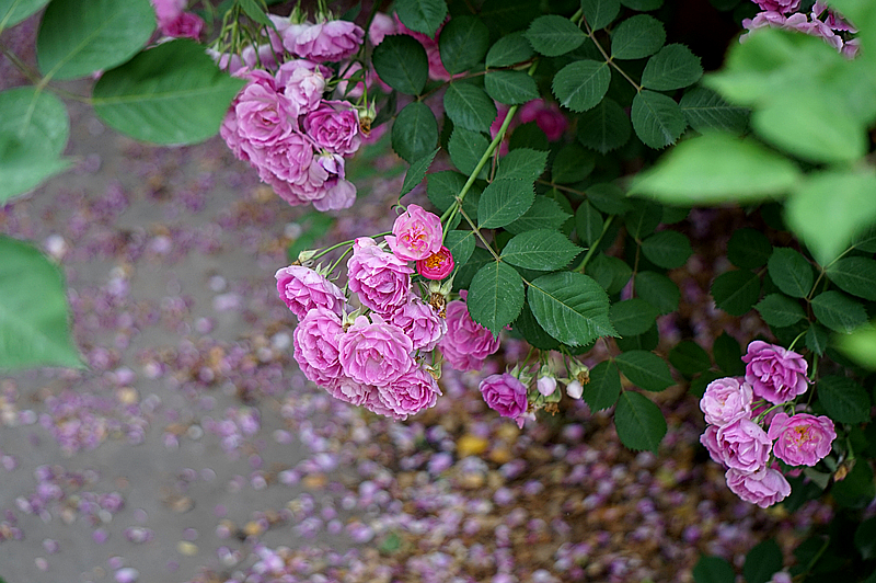 DSC01299_副本.jpg