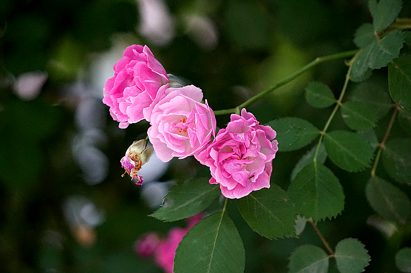 DSC01306_副本.jpg