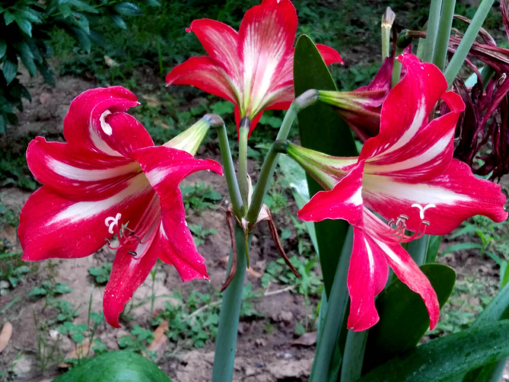 花卉 (2).jpg