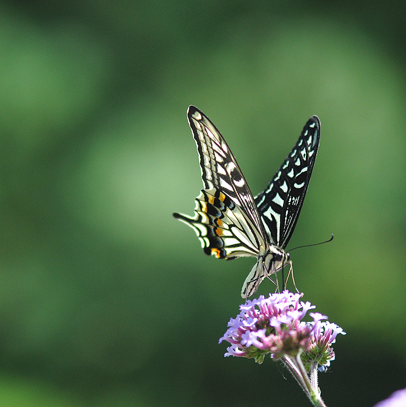 DSC_0768_副本.jpg
