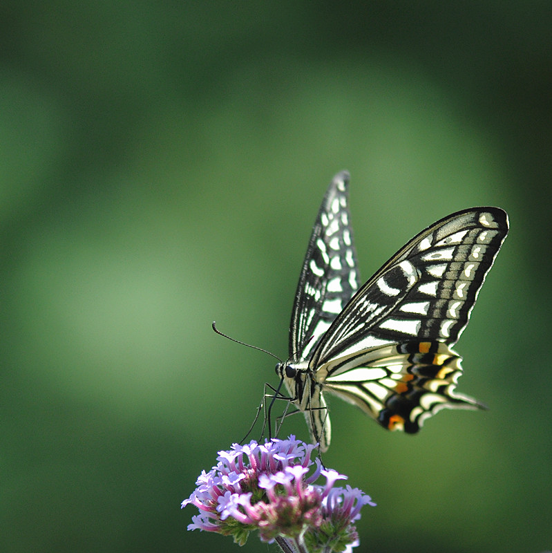 DSC_0770_副本.jpg