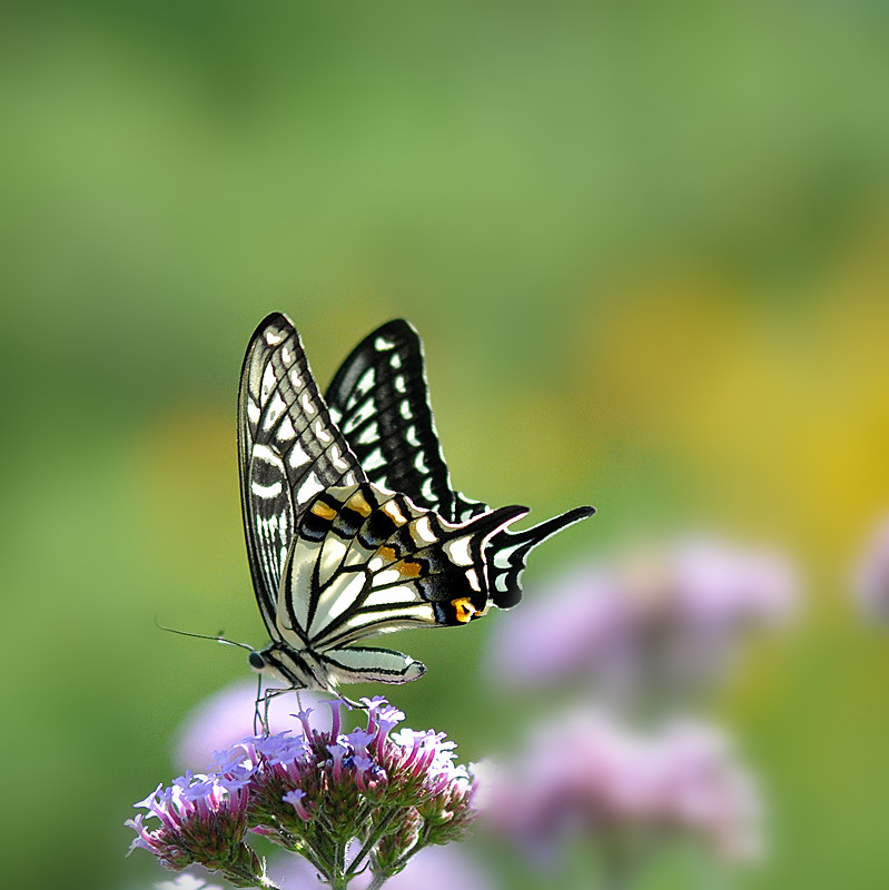 DSC_0764_副本.jpg
