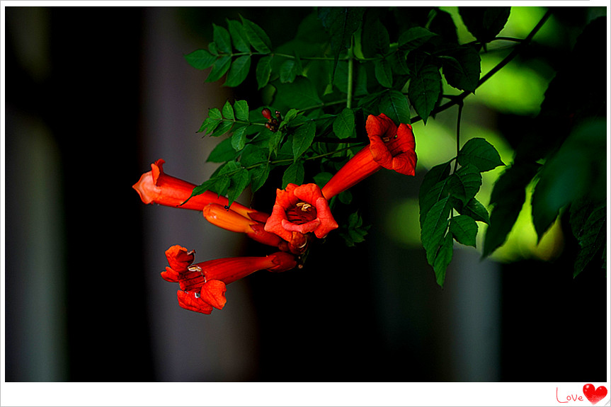 dsc01907_副本.jpg