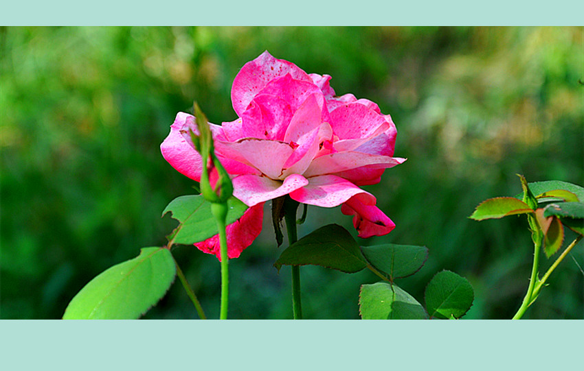 dsc_0226_副本.jpg