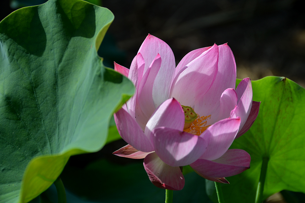 荷 花 (16).jpg