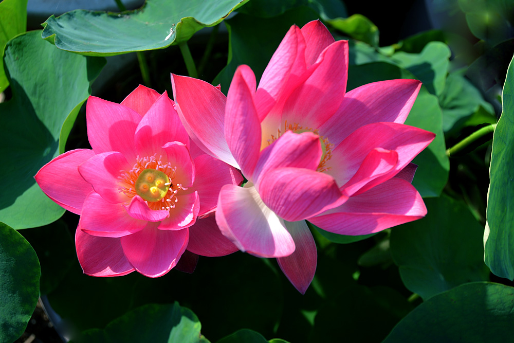 荷 花 (17).jpg
