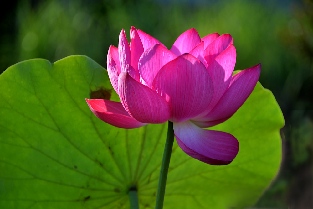 荷 花 (21).jpg