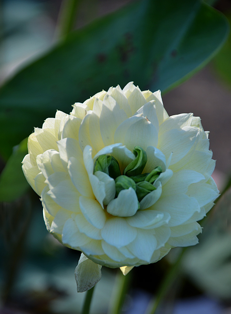 荷 花 (26).jpg