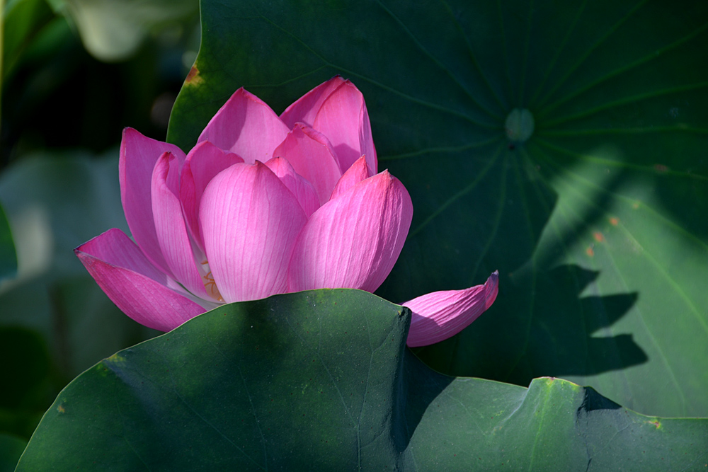 荷 花 (27).jpg