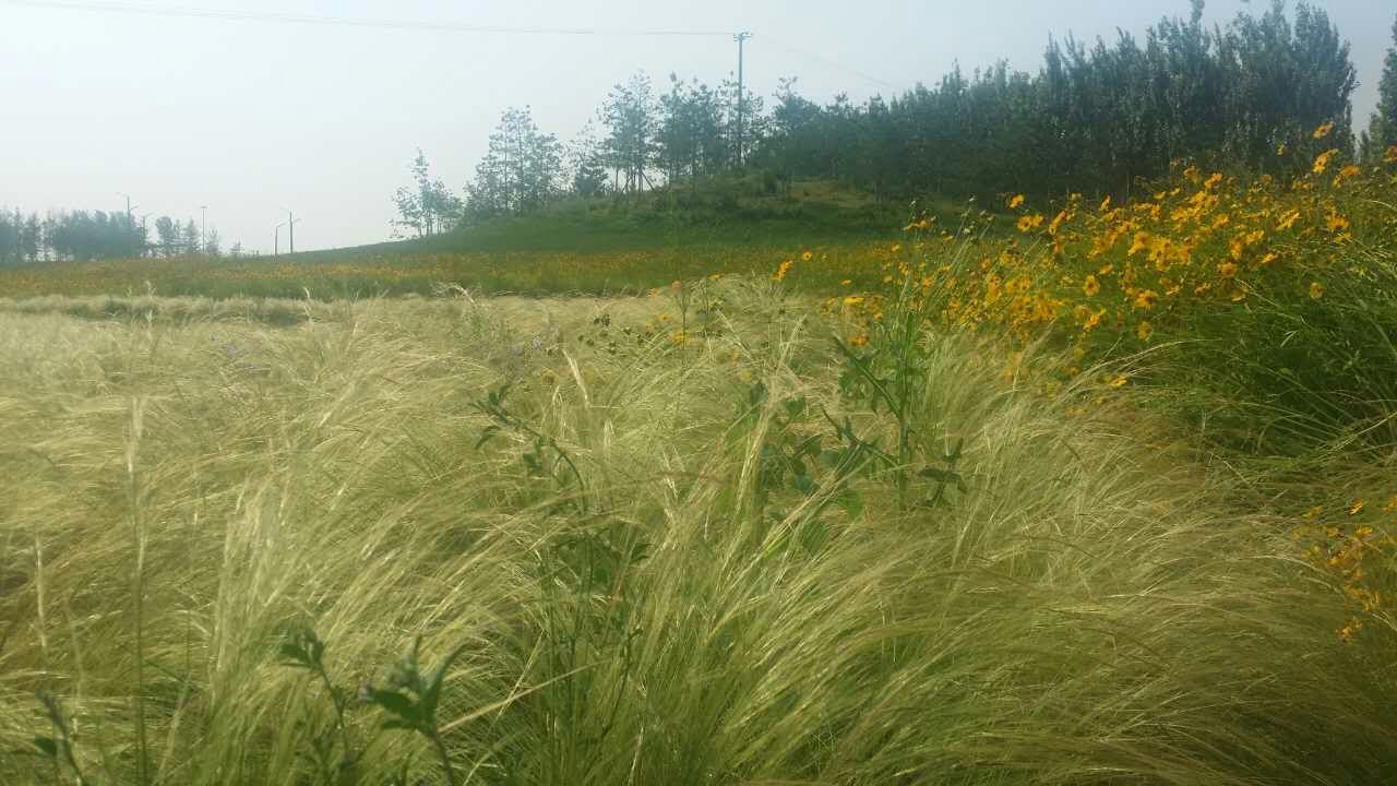 mmexport1496204771607.jpg