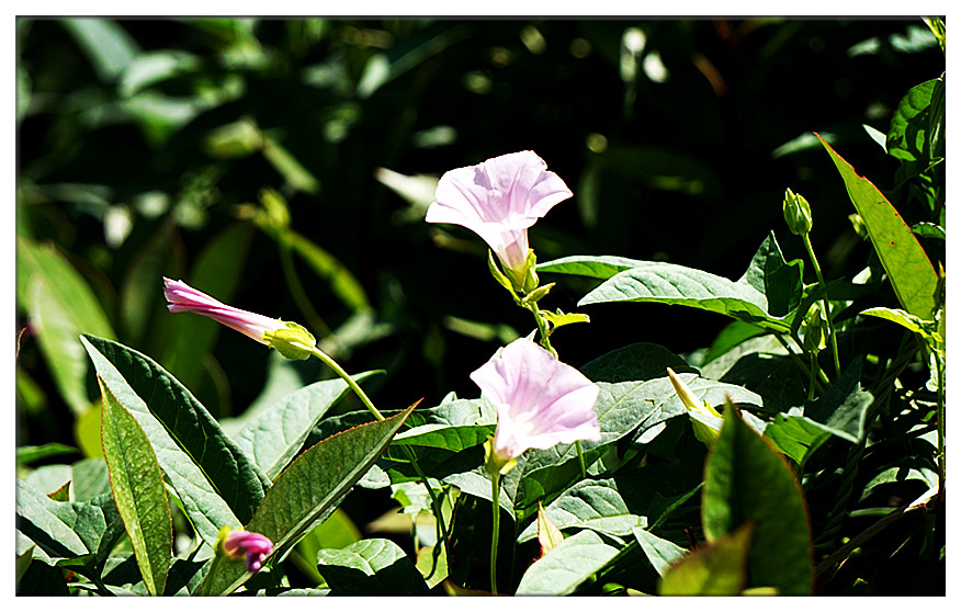 dsc01517_副本.jpg