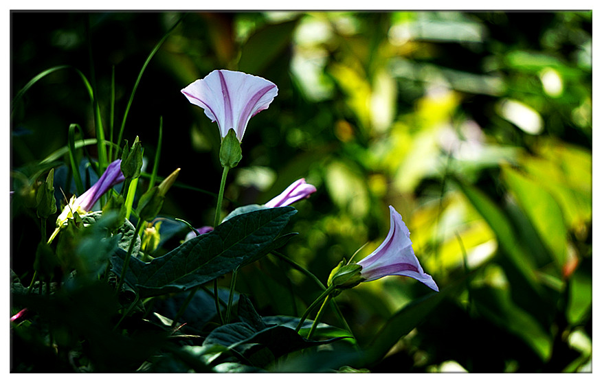 dsc01518_副本.jpg