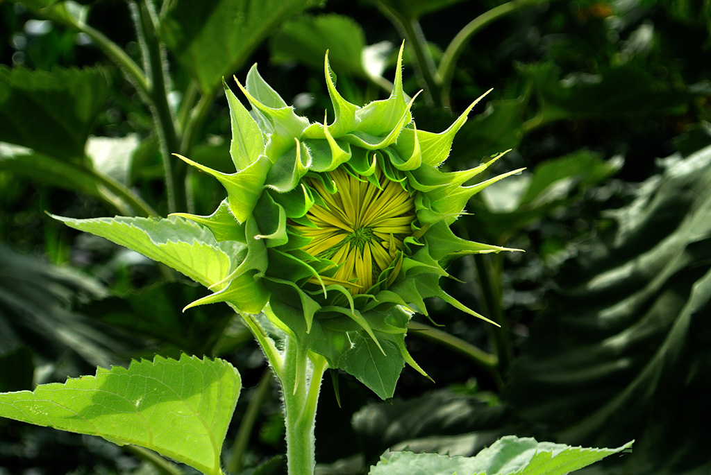DSC_1079副本.jpg