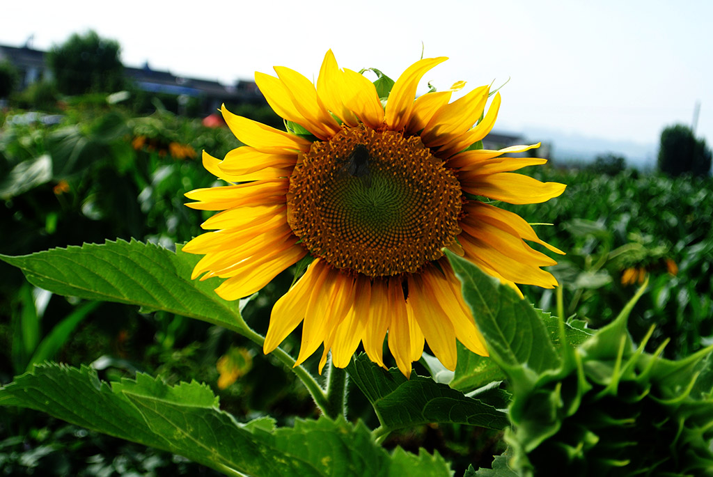 DSC_1080副本.jpg
