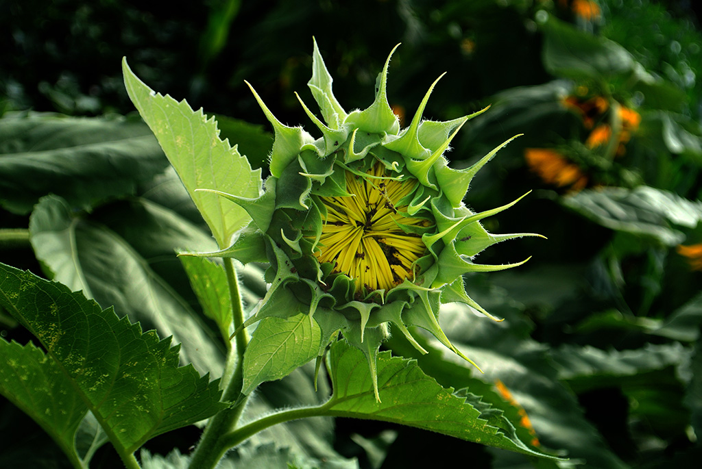 DSC_1083副本.jpg