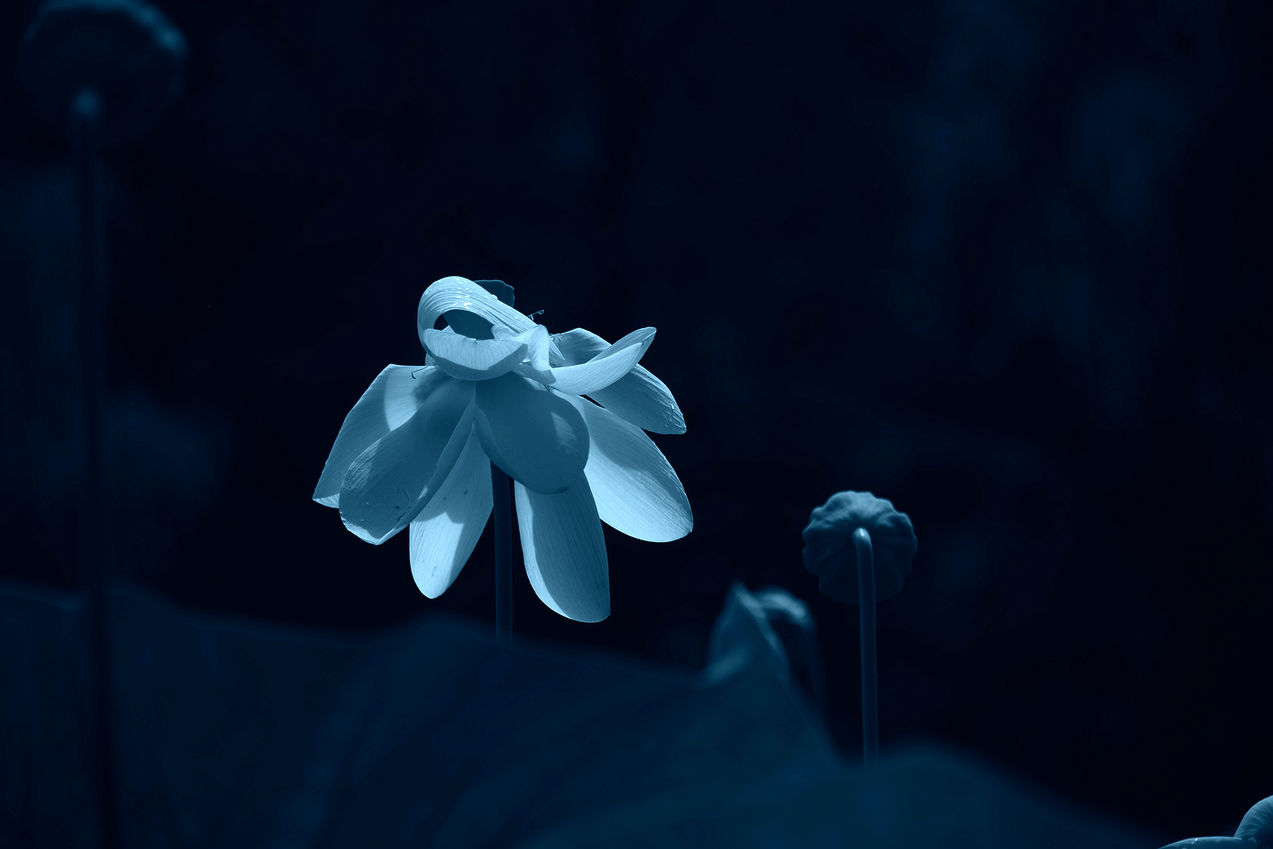 DSC_3974.JPG