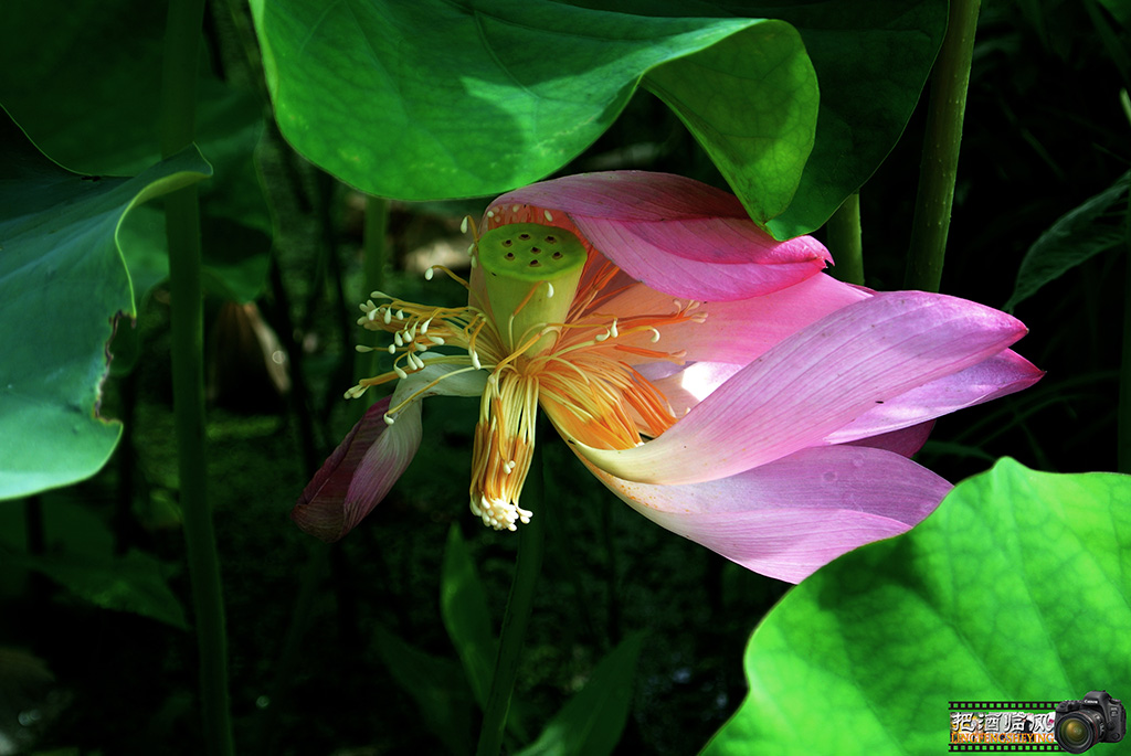 DSC_1069.副本.jpg